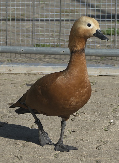 Gilge